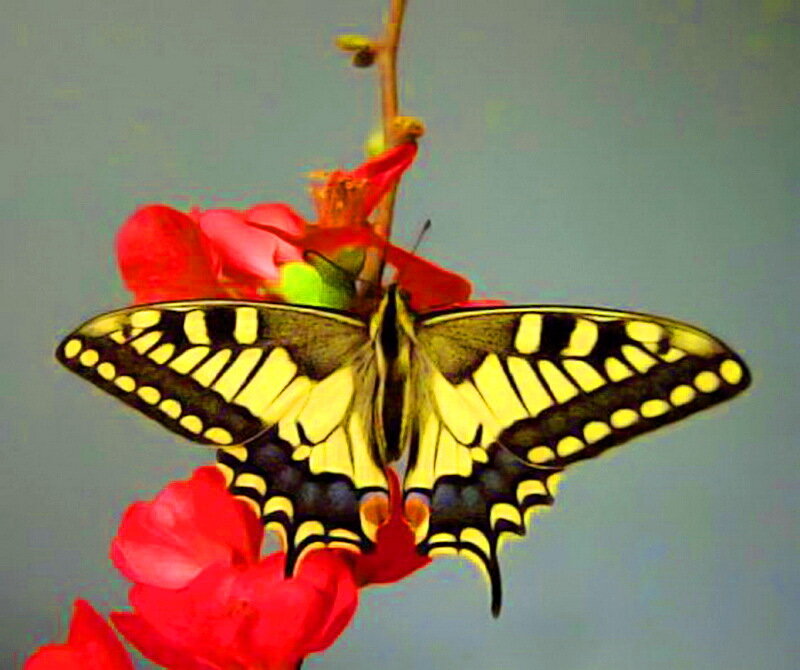 Yellow Swallowtail Butterfly — Calm, Photograph