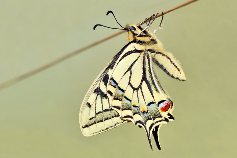 Yellow Swallowtail Butterfly — Calm, Photograph, Wing