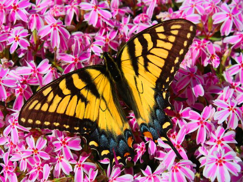Yellow Swallowtail Butterfly — Calm, Spring, Photograph, Flowers