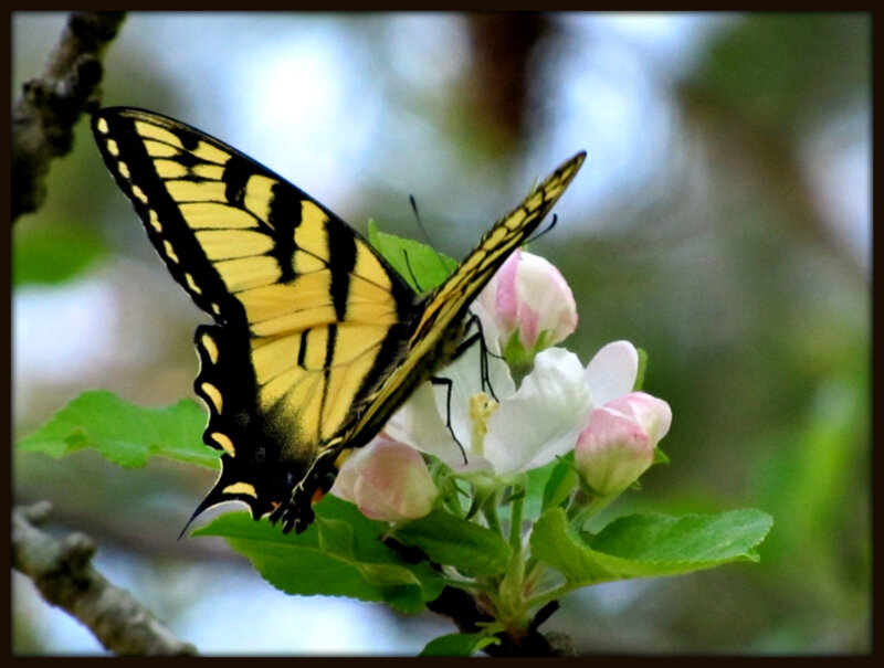 Yellow Swallowtail Butterfly — Calm, Spring, Photograph