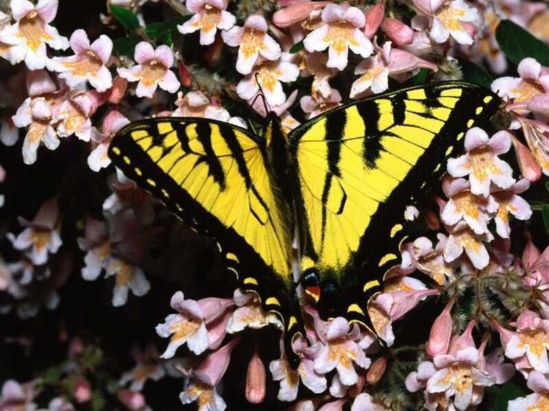 Yellow Swallowtail Butterfly — Calm, Spring