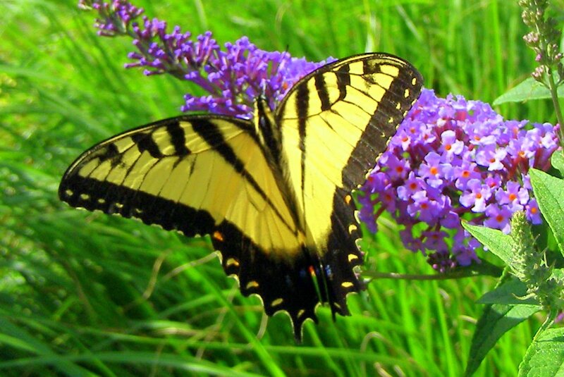 Yellow Swallowtail Butterfly — Calm, Summer, Photograph, Purple Flowers, Green Grass, Plant