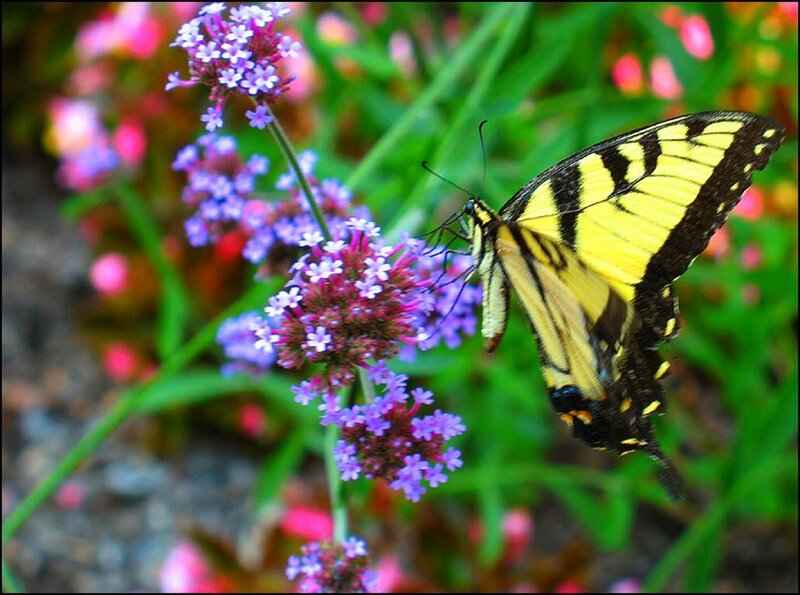 Yellow Swallowtail Butterfly — Calm, Summer, Photograph