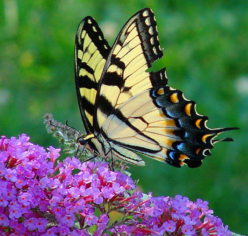 Yellow Swallowtail Butterfly — Calm, Summer