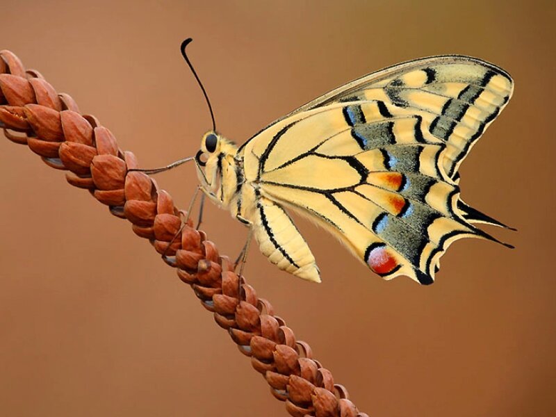 Yellow Swallowtail Butterfly — Calm