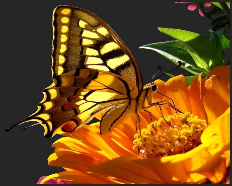 Yellow Swallowtail Butterfly — Dramatic, Afternoon, Photograph, Flower