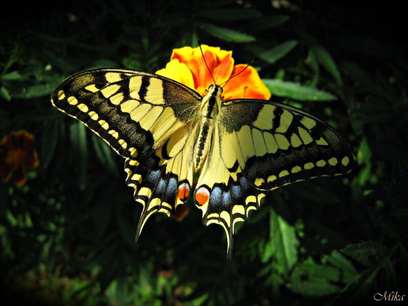 Yellow Swallowtail Butterfly — Dramatic, Afternoon, Photograph