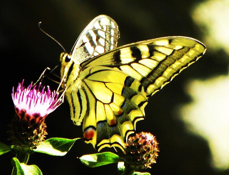 Yellow Swallowtail Butterfly — Dramatic, Afternoon