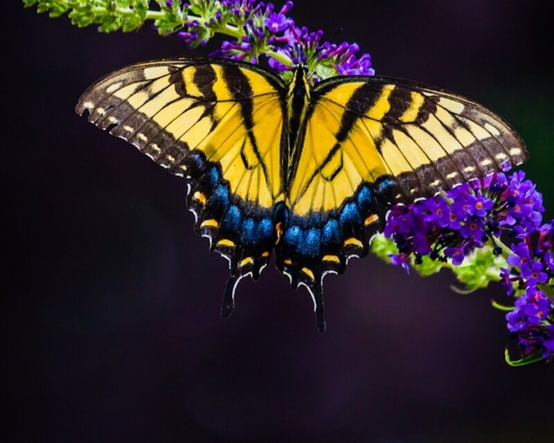 Yellow Swallowtail Butterfly — Dramatic, Night