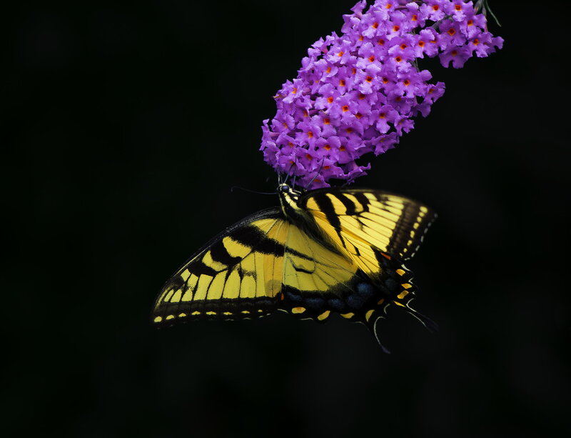 Yellow Swallowtail Butterfly — Dramatic, Photograph, Purple Flowers