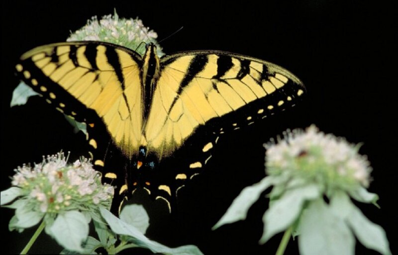 Yellow Swallowtail Butterfly — Dramatic, Photograph