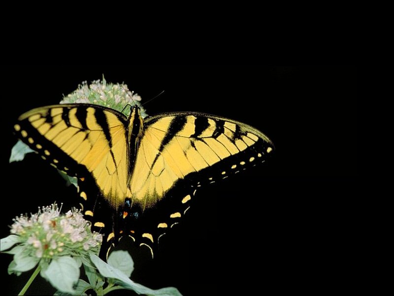 Yellow Swallowtail Butterfly — Dramatic