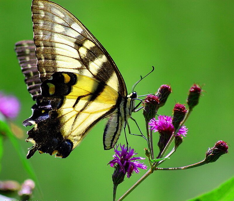 Yellow Swallowtail Butterfly — Green, Calm, Afternoon