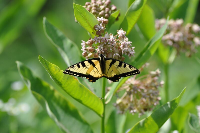 Yellow Swallowtail Butterfly — Green, Calm, Summer