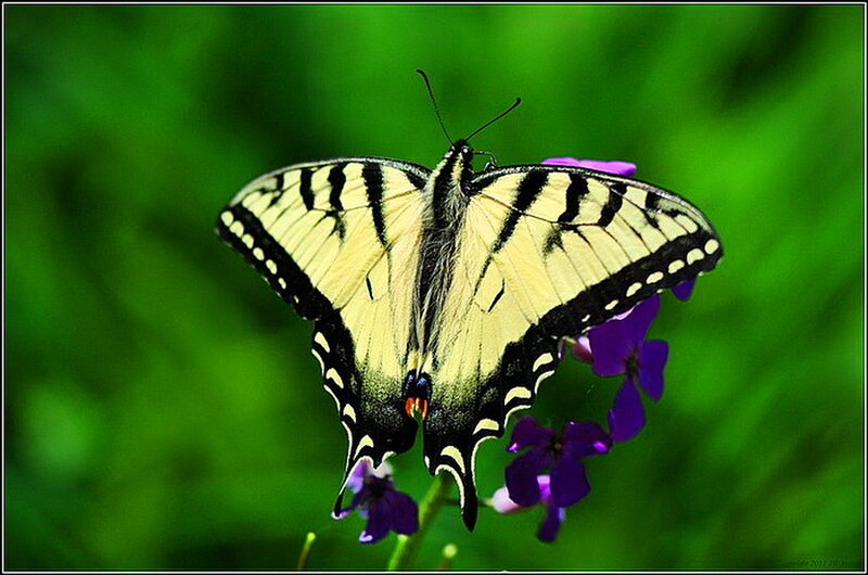 Yellow Swallowtail Butterfly — Green, Calm
