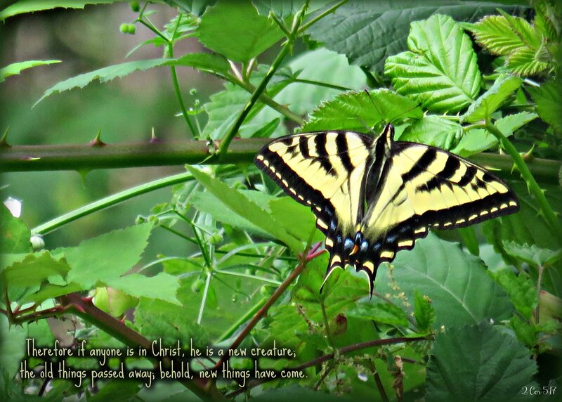 Yellow Swallowtail Butterfly — Green, Natural, Afternoon