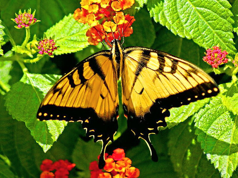 Yellow Swallowtail Butterfly — Green, Natural