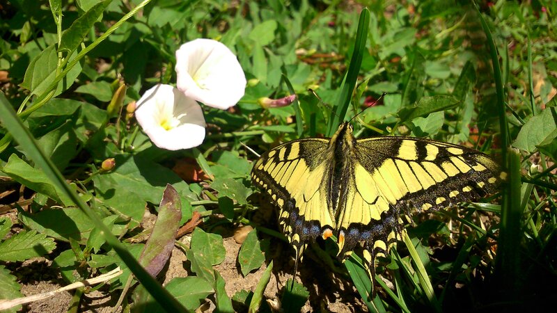 Yellow Swallowtail Butterfly — Green, Serene, Afternoon, Photograph