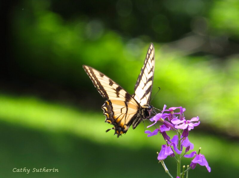 Yellow Swallowtail Butterfly — Green, Serene, Afternoon