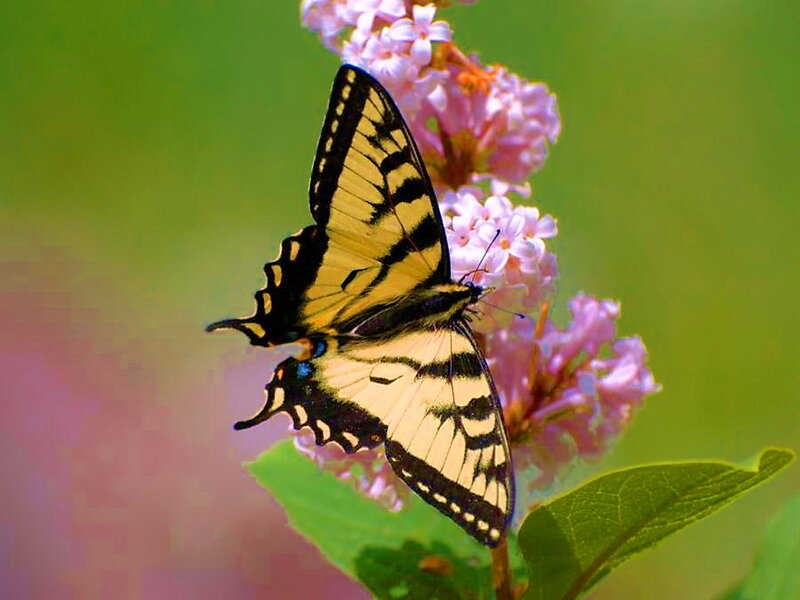 Yellow Swallowtail Butterfly — Green, Serene