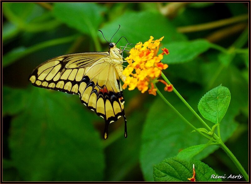 Yellow Swallowtail Butterfly — Green
