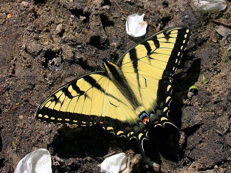 Yellow Swallowtail Butterfly — Natural, Afternoon, Photograph, Dirt