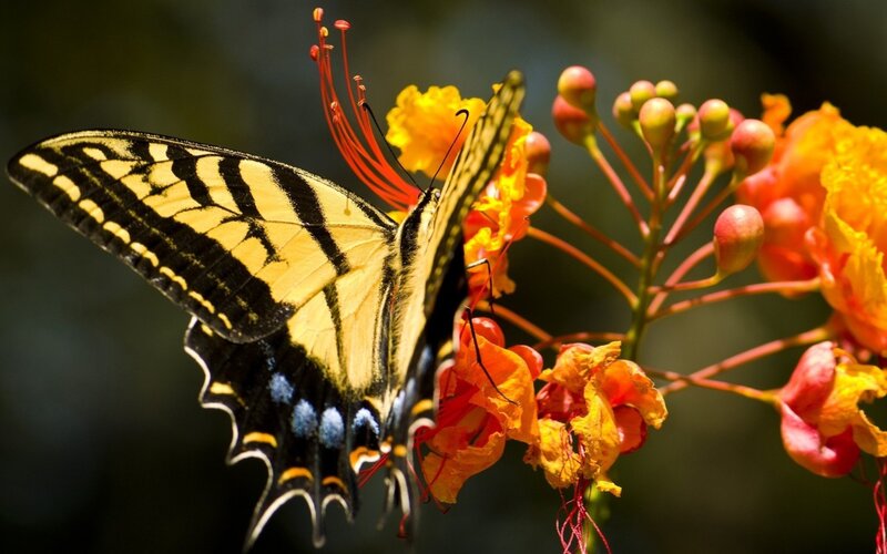 Yellow Swallowtail Butterfly — Natural, Afternoon, Photograph, Flower, Petal, Orange
