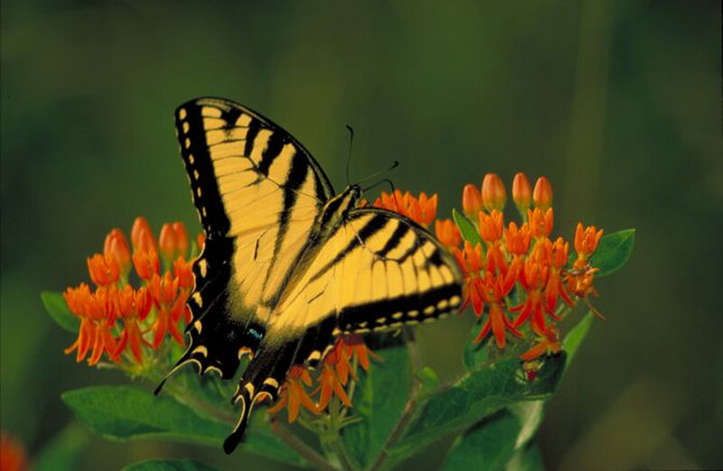 Yellow Swallowtail Butterfly — Natural, Afternoon, Photograph, Flowers