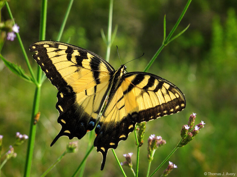 Yellow Swallowtail Butterfly — Natural, Afternoon