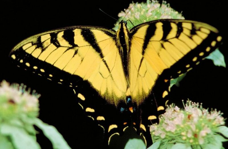 Yellow Swallowtail Butterfly — Natural, Night
