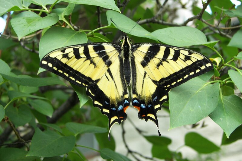 Yellow Swallowtail Butterfly — Natural, Summer