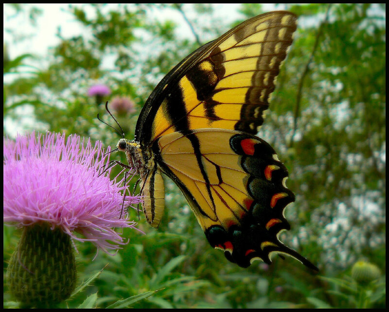 Yellow Swallowtail Butterfly — Natural