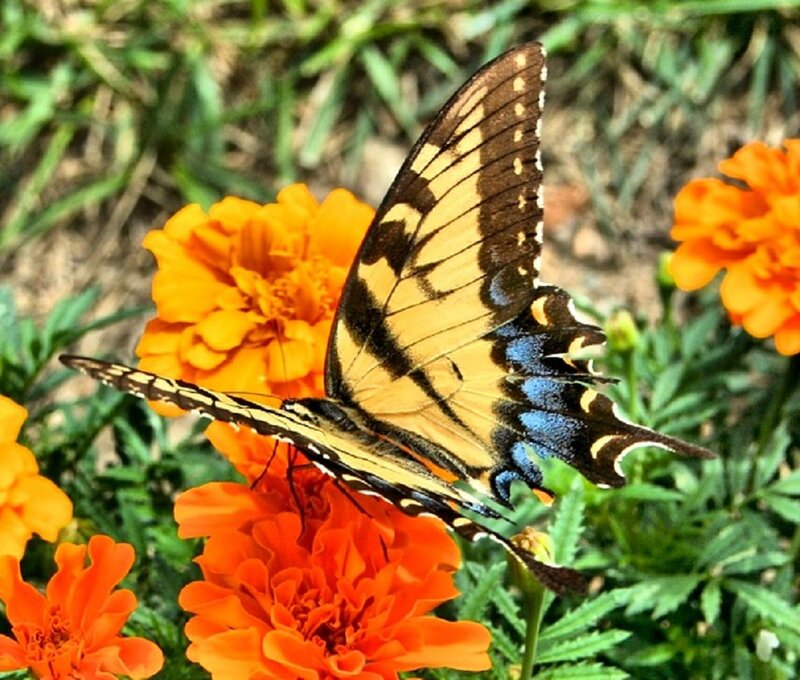 Yellow Swallowtail Butterfly — Orange