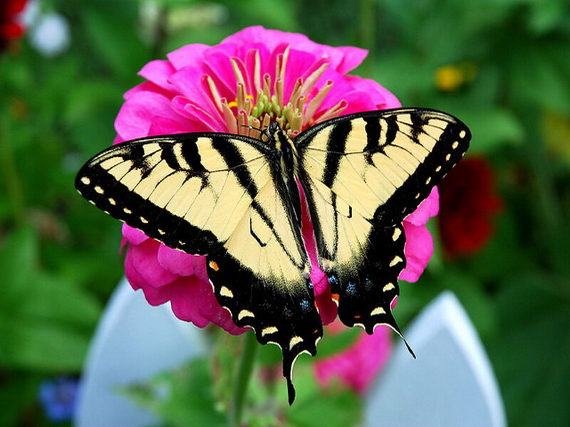 Yellow Swallowtail Butterfly — Pink, Calm, Afternoon