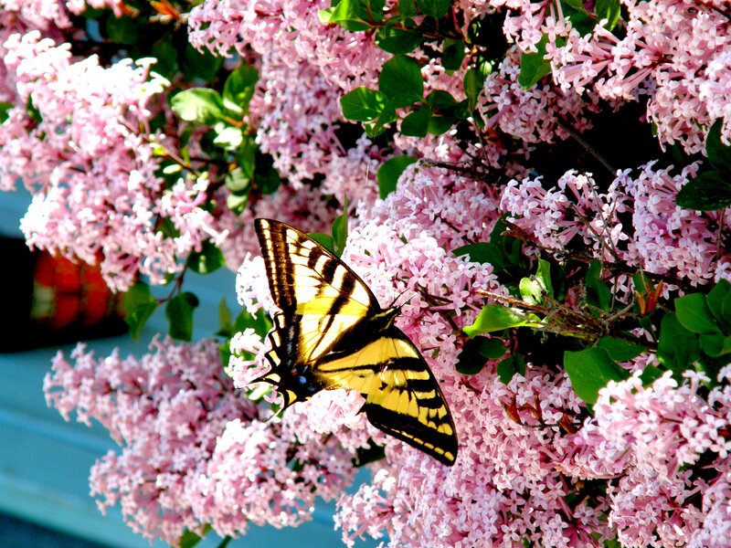 Yellow Swallowtail Butterfly — Pink, Calm, Spring