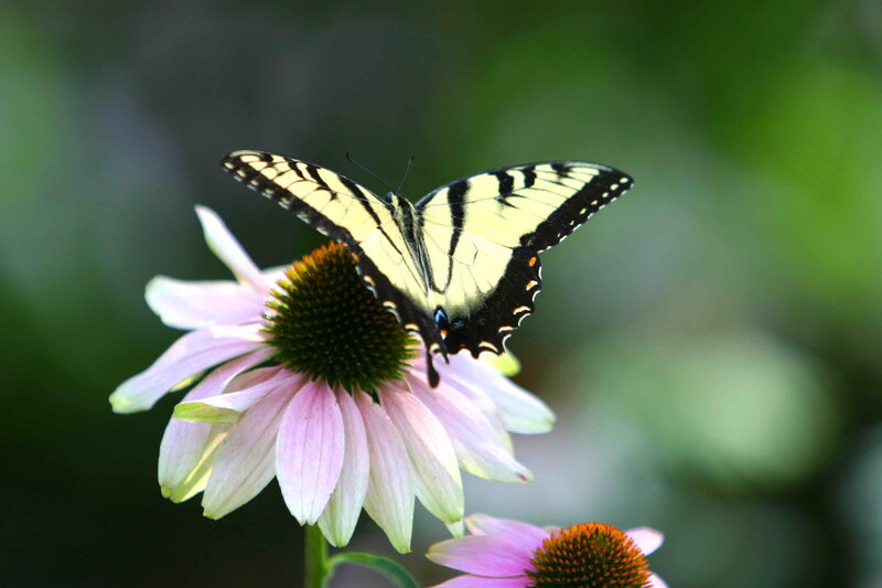 Yellow Swallowtail Butterfly — Pink, Calm