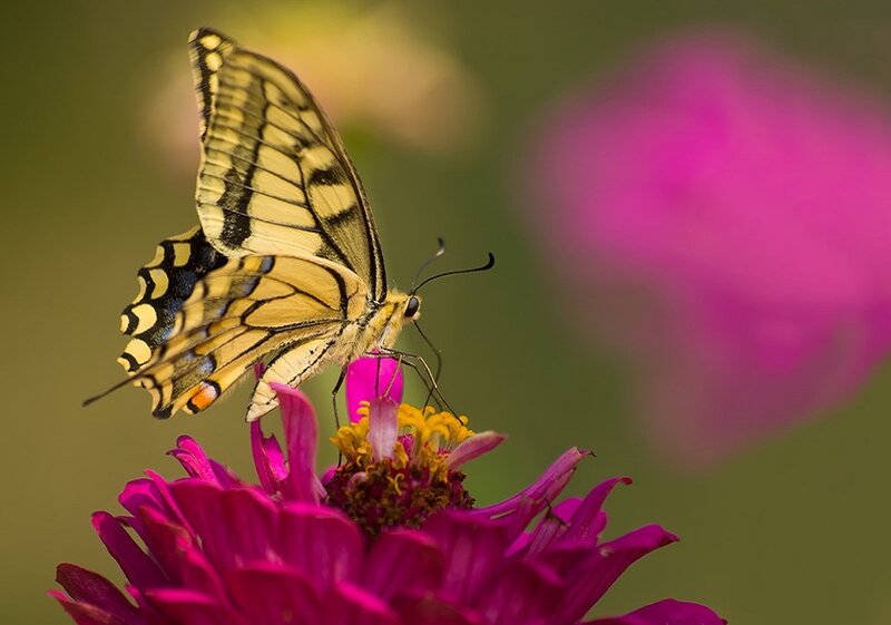 Yellow Swallowtail Butterfly — Pink, Serene, Afternoon, Photograph