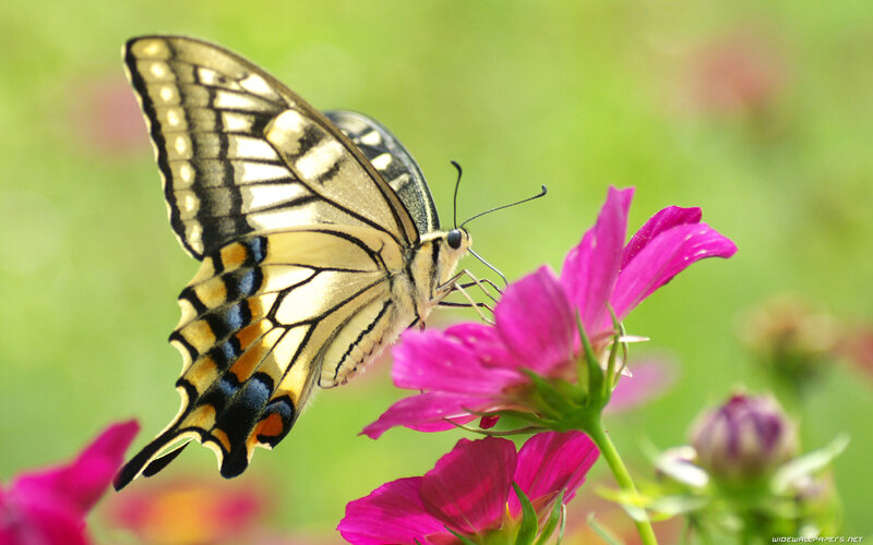 Yellow Swallowtail Butterfly — Pink, Serene, Afternoon