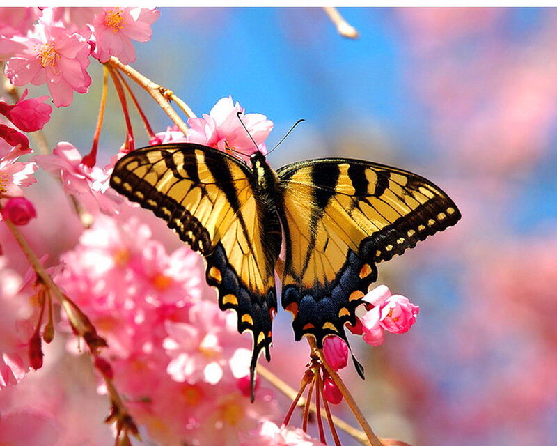 Yellow Swallowtail Butterfly — Pink, Serene, Spring