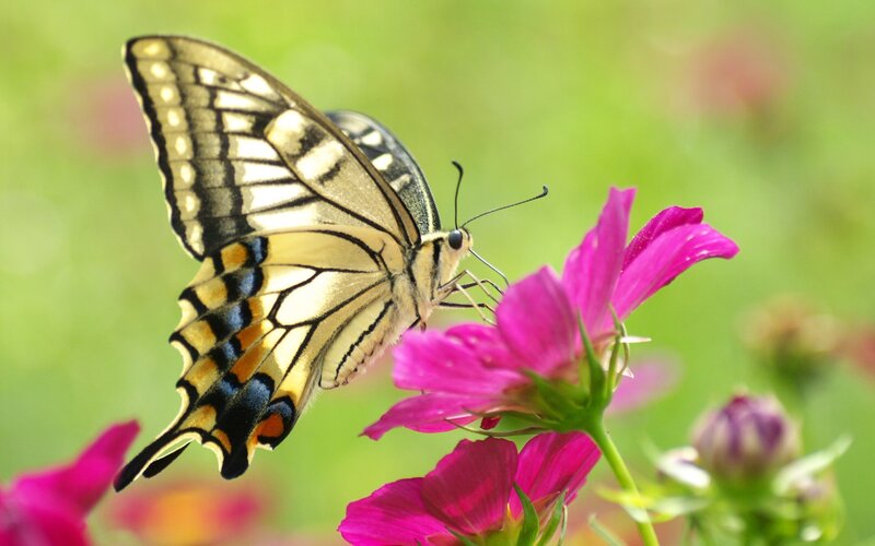 Yellow Swallowtail Butterfly — Pink, Serene, Summer, Photograph, Flower