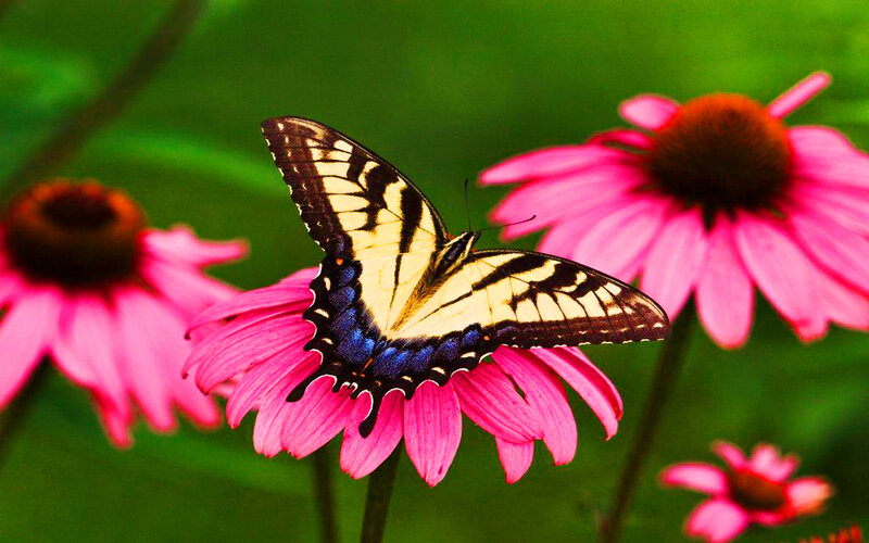 Yellow Swallowtail Butterfly — Pink, Serene, Summer