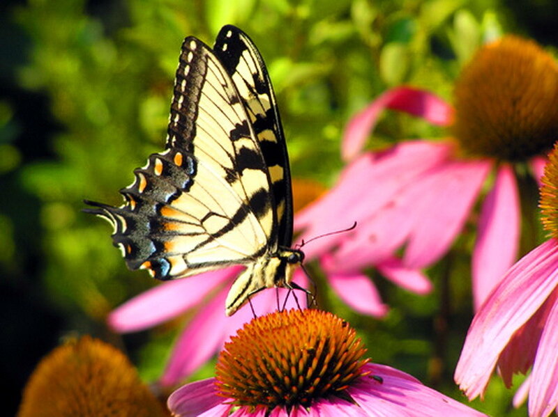 Yellow Swallowtail Butterfly — Pink, Serene