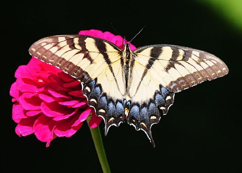 Yellow Swallowtail Butterfly — Pink