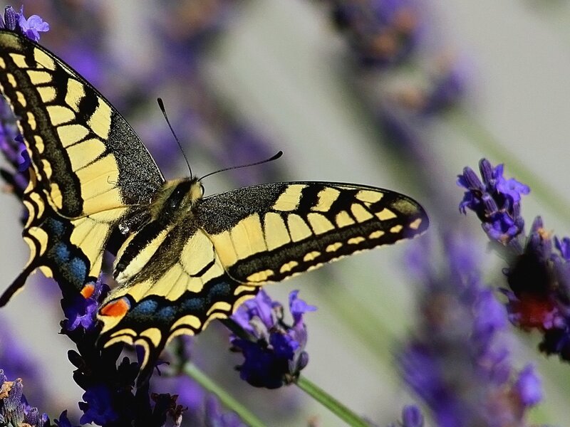 Yellow Swallowtail Butterfly — Purple, Calm, Afternoon, Photograph