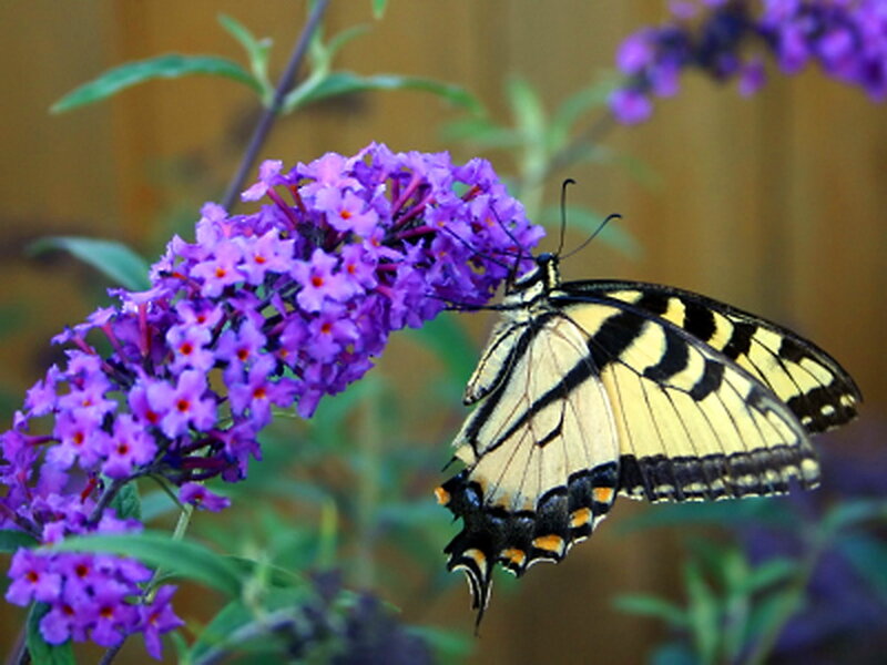 Yellow Swallowtail Butterfly — Purple, Calm, Afternoon