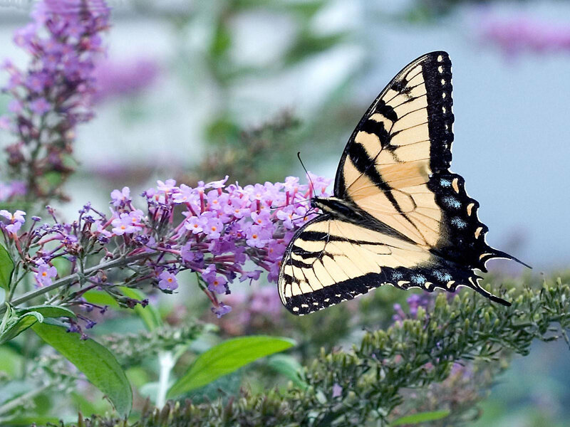 Yellow Swallowtail Butterfly — Purple, Calm, Summer