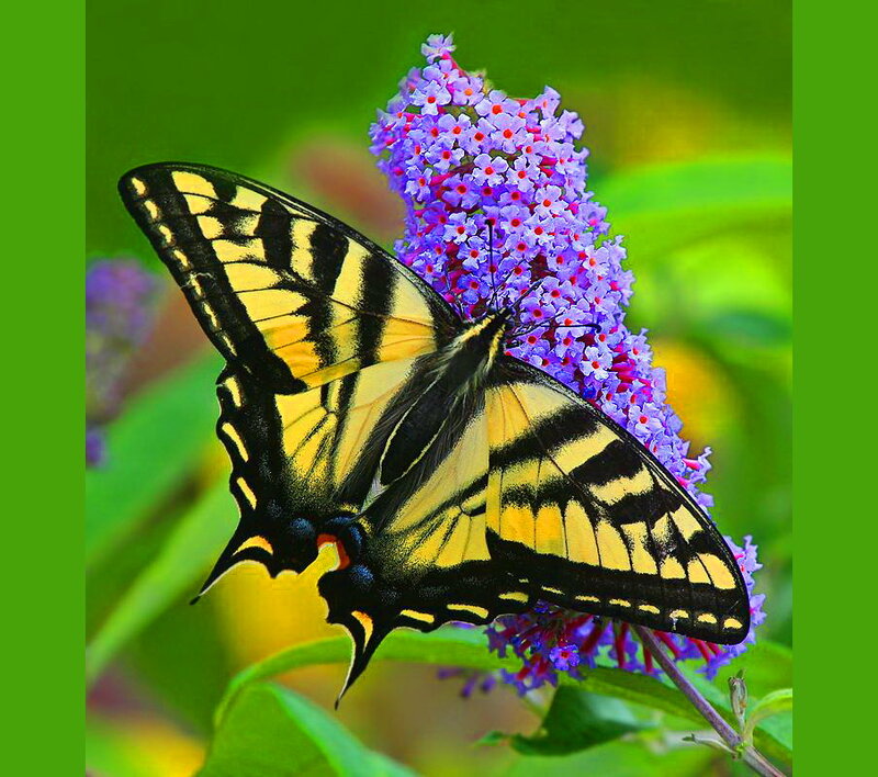 Yellow Swallowtail Butterfly — Purple, Calm