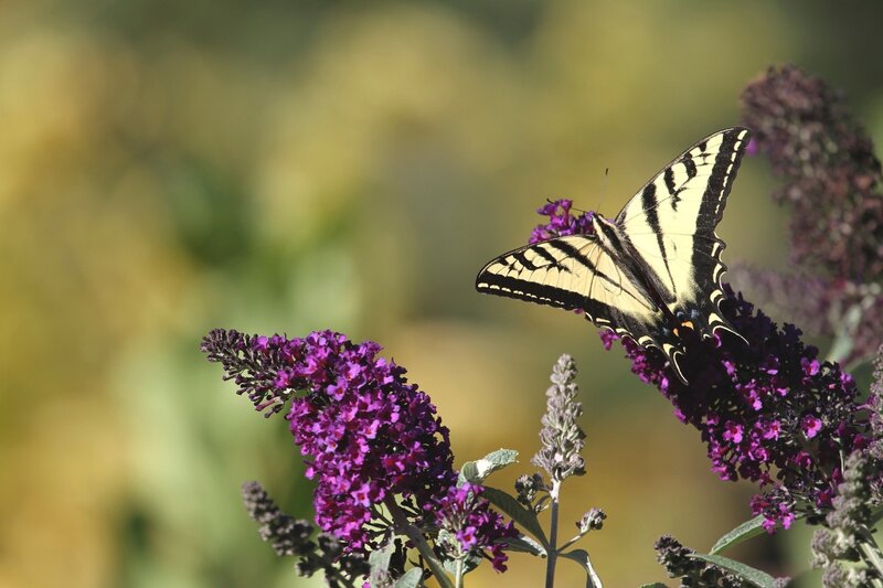 Yellow Swallowtail Butterfly — Purple, Serene, Afternoon, Photograph