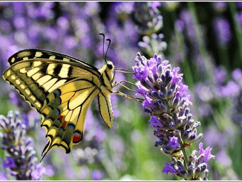 Yellow Swallowtail Butterfly — Purple, Serene, Afternoon