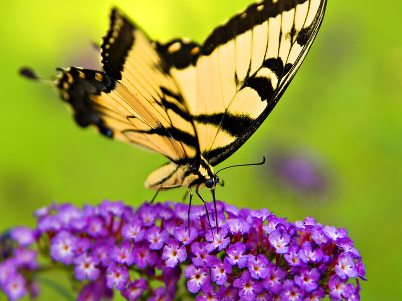 Yellow Swallowtail Butterfly — Purple, Serene, Summer